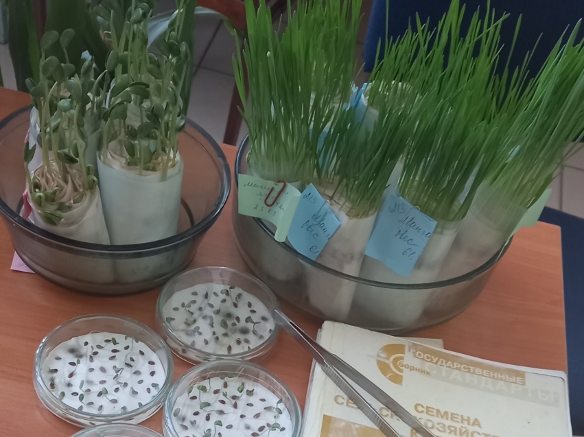 ​Аграрии Забайкалья подготовили 68% семян от запланированного объема под предстоящий посев